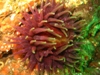 anemone1.jpg